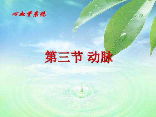 心血管系统