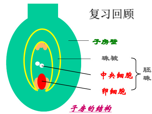 初中生物  果实和种子的形成9 济南版精品课件