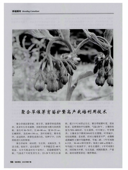 聚合草催芽育苗扩繁高产栽培利用技术