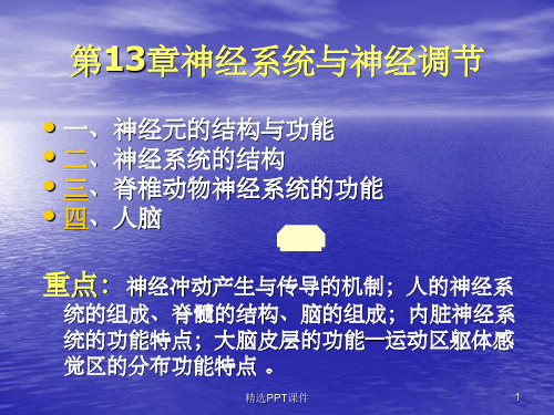 第13章.神经系统与神经调节PPT课件