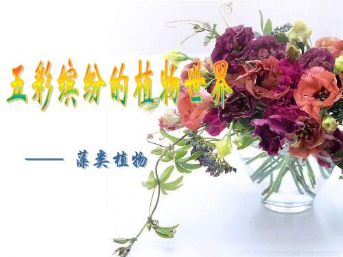 苏教版八下22.2五彩缤纷的植物世界PPT课件
