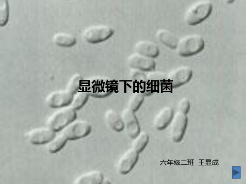 显微镜下的细菌
