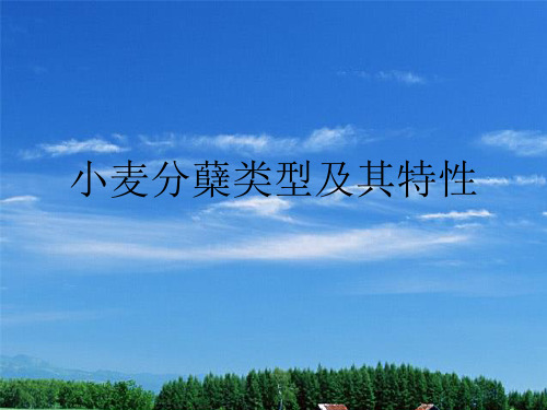 小麦分蘖类型及其特性