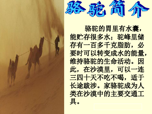 16、找骆驼ok共27页PPT资料
