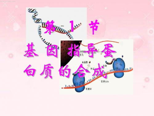 高一生物基因指导蛋白质的合成1-精选文档