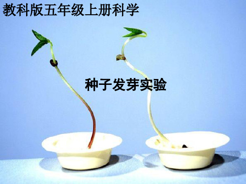 教科版科学五年级上册《观察绿豆芽的生长》教学课件1