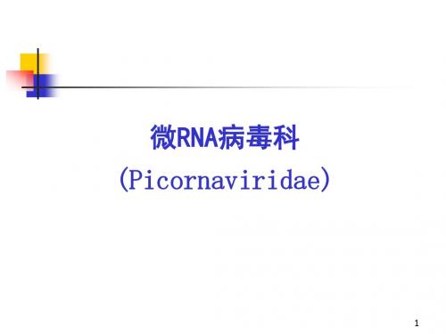 微RNA病毒科