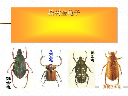 松树金龟子全面版