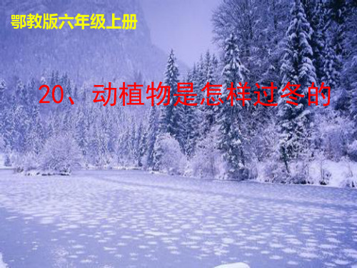 六年级上册科学课件第20课《动植物是怎样过冬的》｜鄂教版 (共9张PPT)