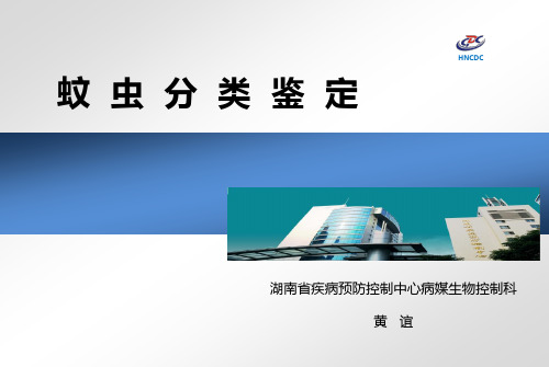 2013蚊类鉴定