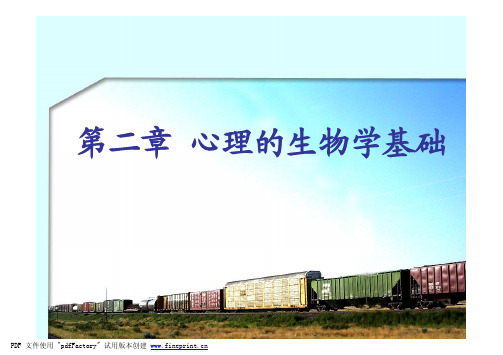 第二章心理的生物学基础