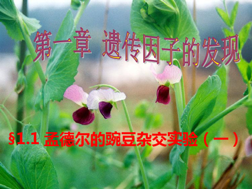 孟德尔的豌豆杂交试验(一) 公开课一等奖课件