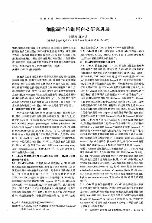 细胞凋亡抑制蛋白-2研究进展