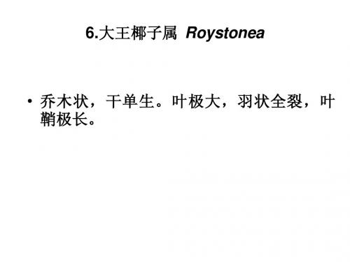 被子植物32-棕榈科b