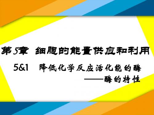 5&1 降低化学反应活化能的酶——酶的特性