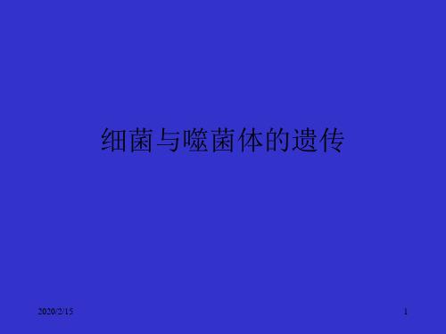 细菌与噬菌体的遗传PPT课件