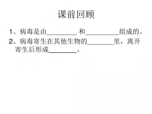 高中生物藻类、苔藓和蕨类植物PPT精选课件11 人教版