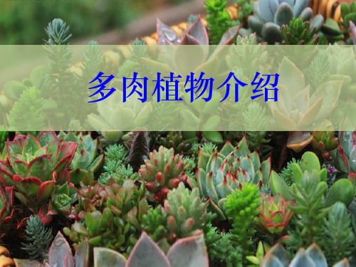 多肉植物介绍ppt课件