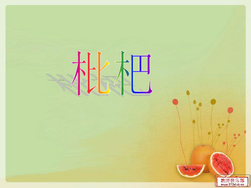 枇杷资料简介PPT