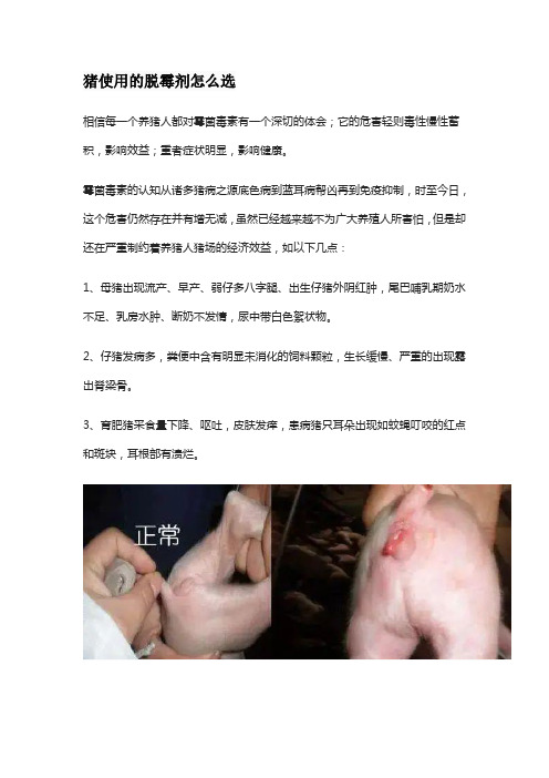 猪使用的脱霉剂怎么选