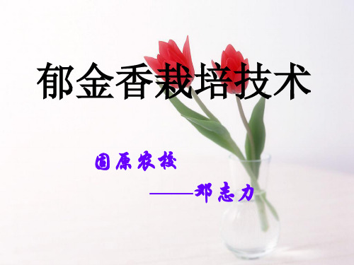 《郁金香栽培技术》PPT课件
