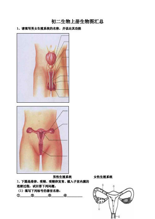初二上册生物图汇总
