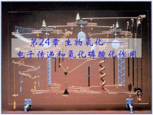 第十六章生物氧化——电子传递和氧化磷酸化作用