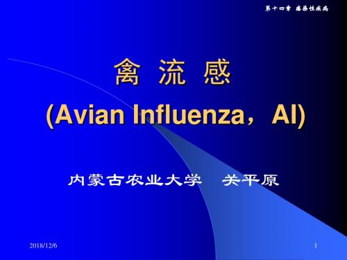 有关禽流感PPT