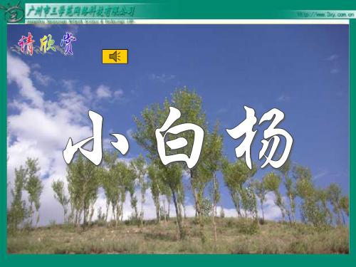 《白杨》PPT课件