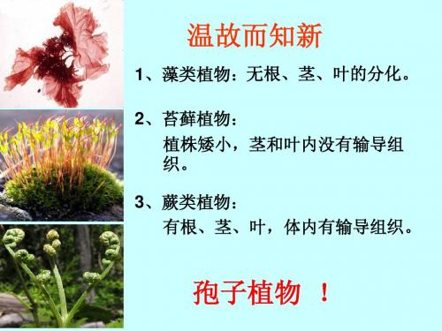 生物七年级上册第二节 种子植物人教课