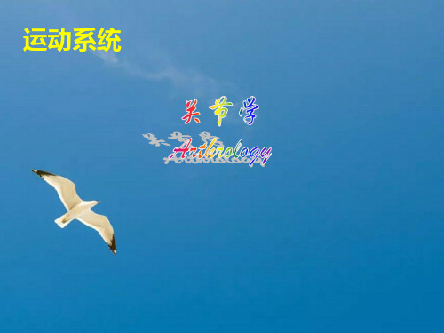 《附肢骨连接》ppt课件