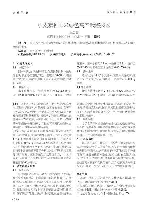 小麦套种玉米绿色高产栽培技术