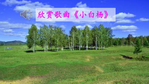 3 白杨