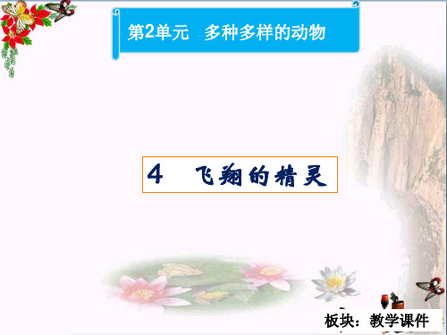 四年级科学上册2.4飞翔的精灵 精品课件1湘教版