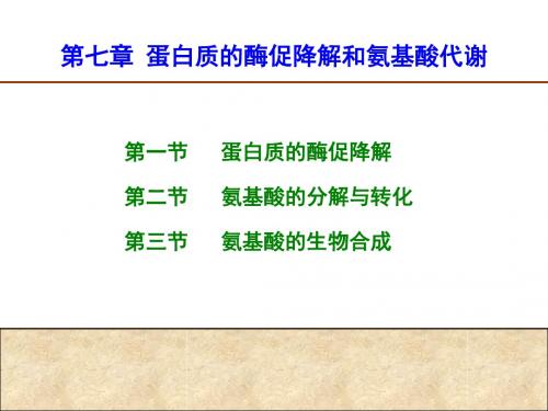 第7章蛋白质降解与氨基酸代谢