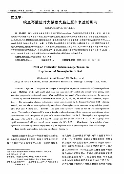 缺血再灌注对大鼠睾丸脑红蛋白表达的影响
