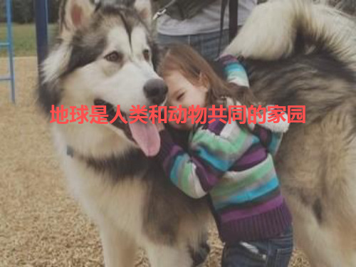 人类的朋友动物一分析