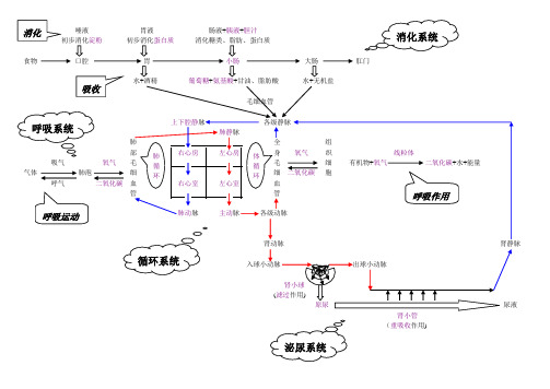人体代谢有关四大系统复习