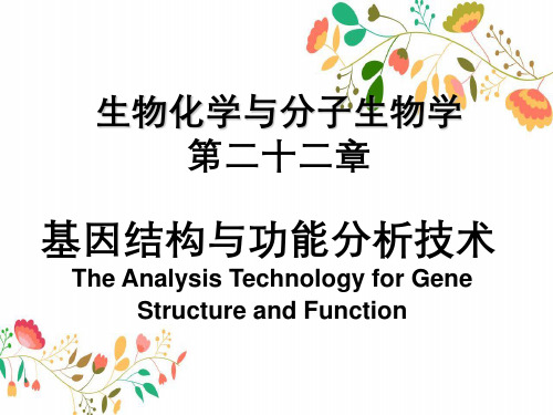 生物化学与分子生物学第二十二章基因结构与功能分析技术
