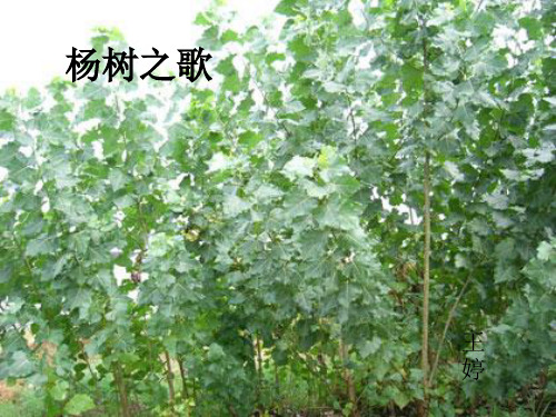 语文二年级下北师大版《杨树之歌》课件(16张)