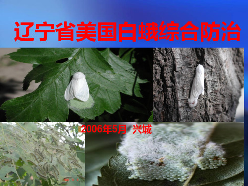 美国白蛾培训讲稿PPT课件