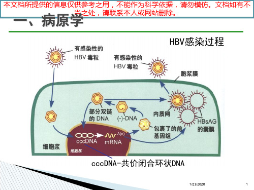 我国慢性乙肝防治指南培训课件