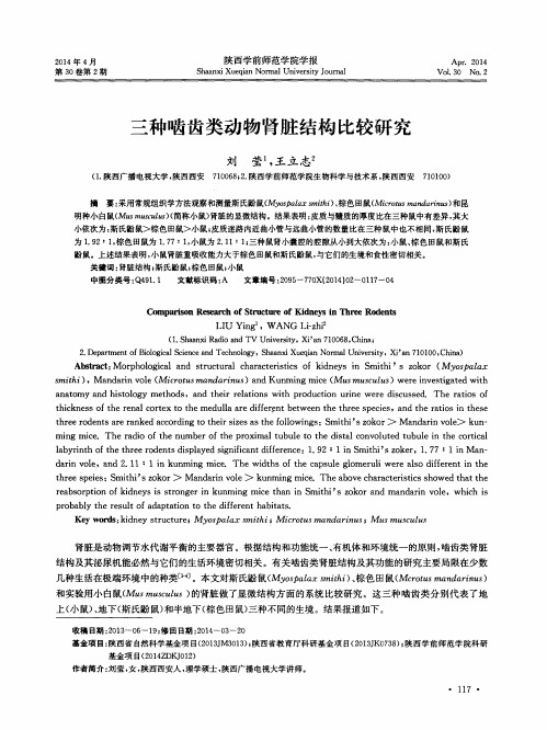 三种啮齿类动物肾脏结构比较研究