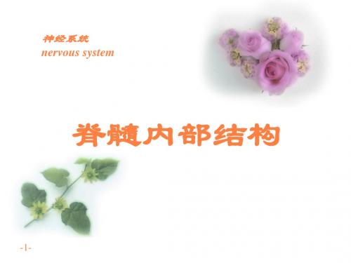 脊髓内部结构PPT课件