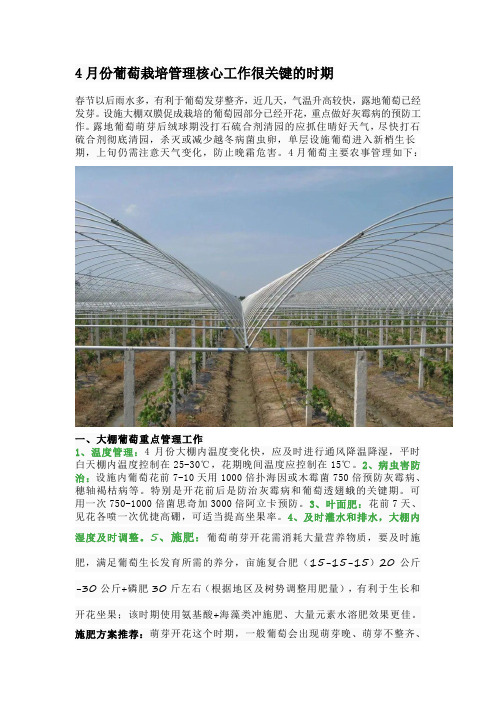 4月份葡萄栽培管理核心工作很关键的时期
