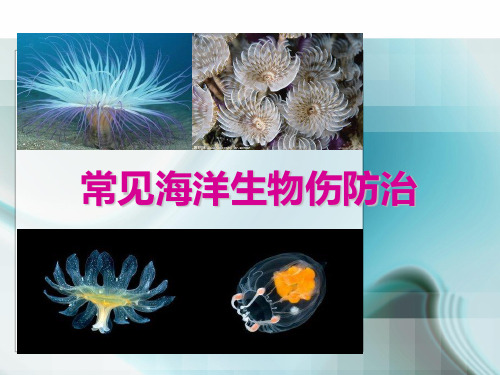 常见的有毒海洋生物 伤防治课件