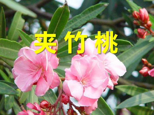 《夹竹桃》语文PPT课件(5篇)