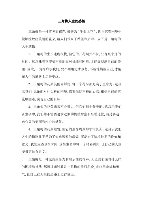 三角梅人生的感悟