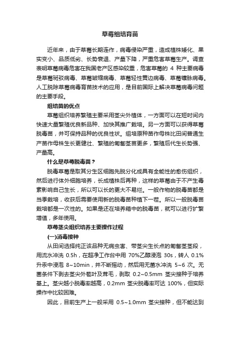 草莓组培育苗
