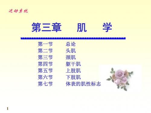 肌学